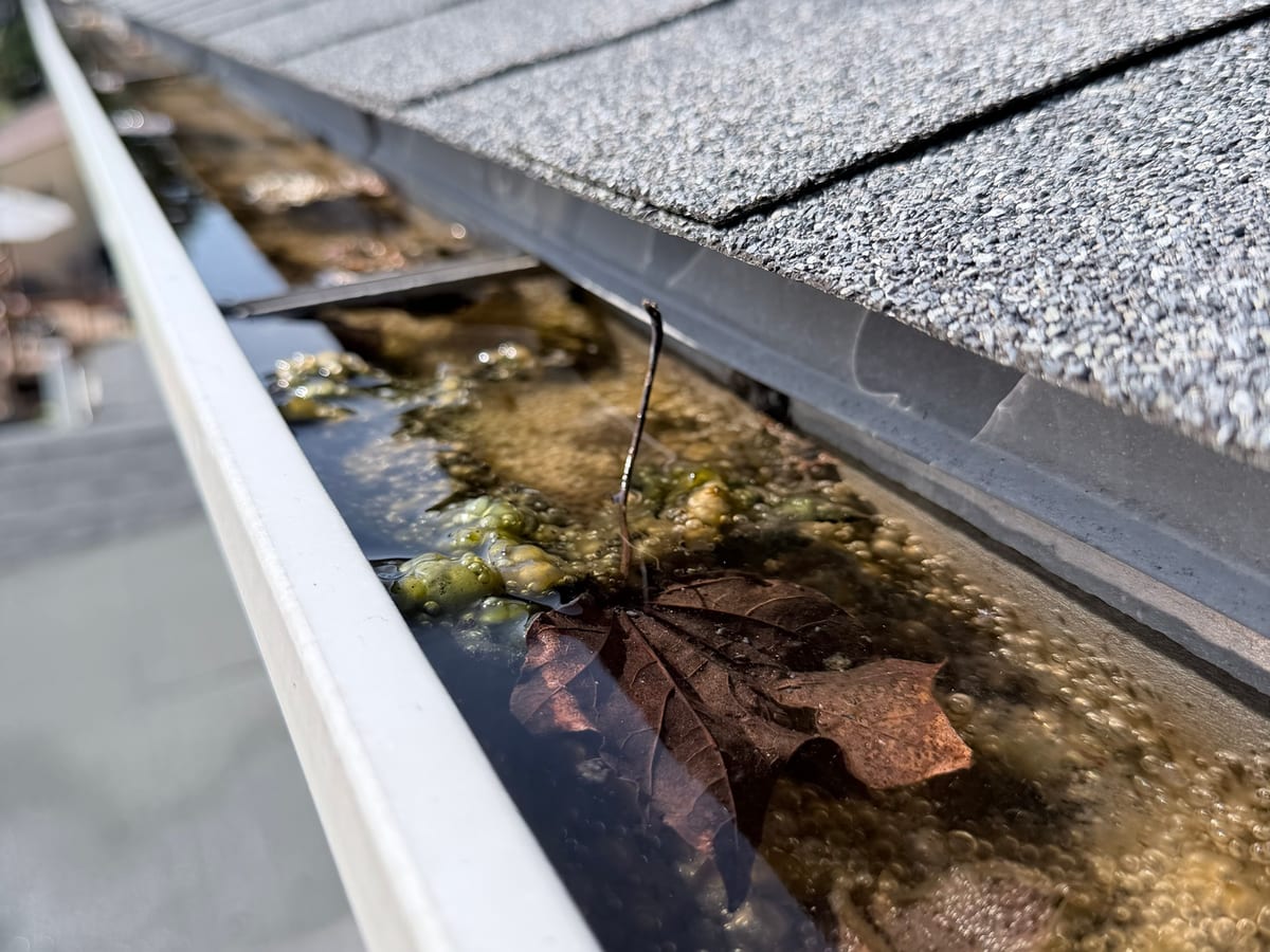 Standing water, algae and a soggy leaf in a residential gutter, seen from the ladder