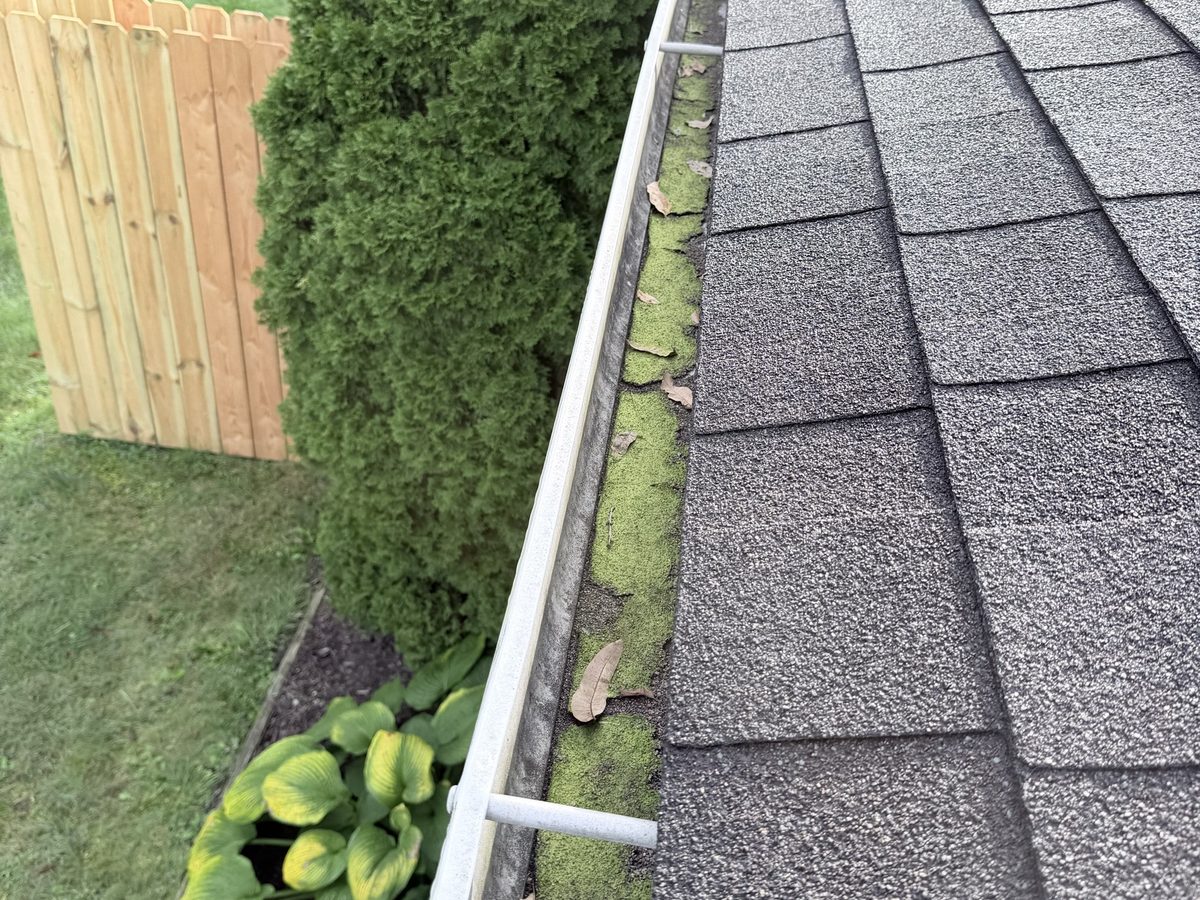 Moss growing along the inside of a gutter below the shingle edge