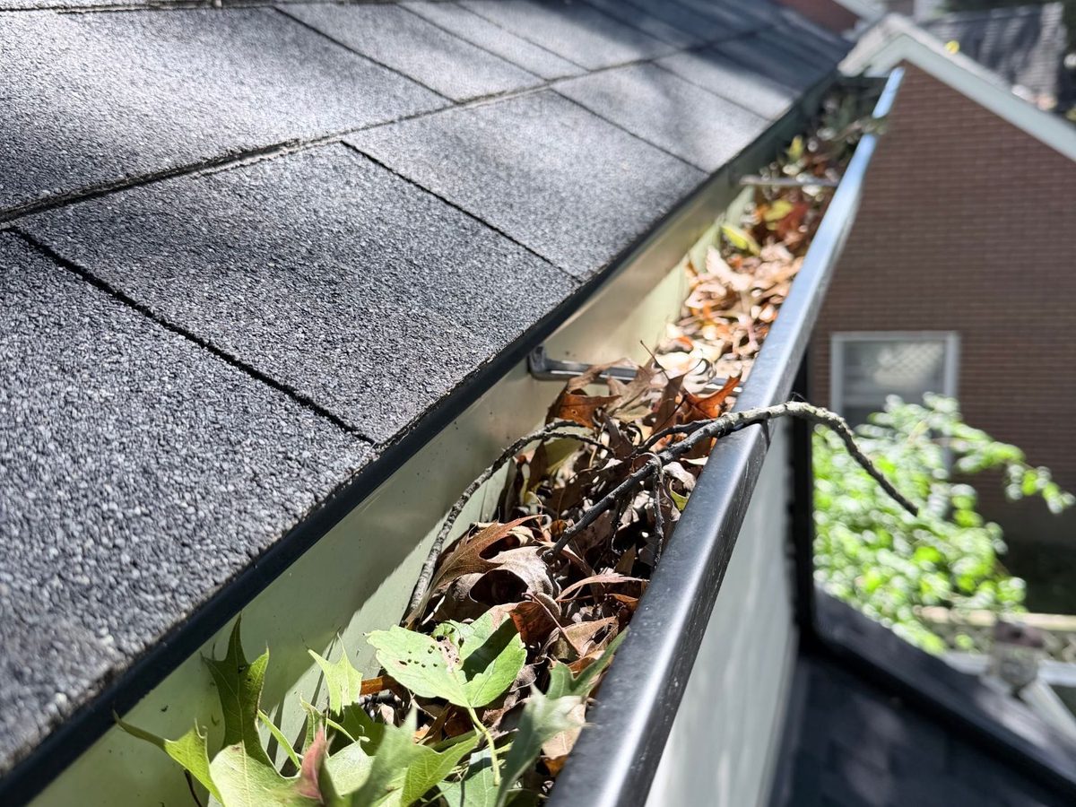 A long gutter run holding fresh green and brown oak leaves and a small branch, seen from the ladder before cleaning