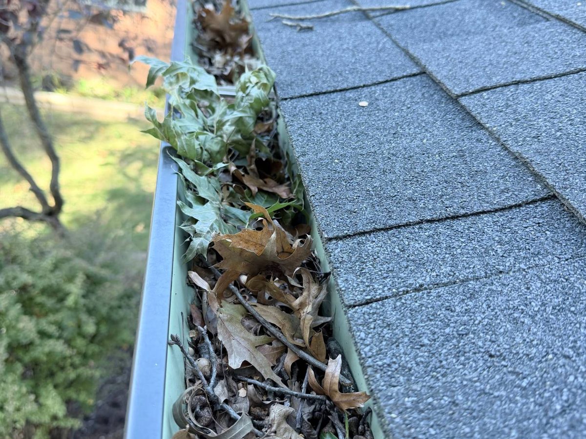 Oak leaves, twigs and green sprouts filling a gutter beside a downspout, seen from the ladder
