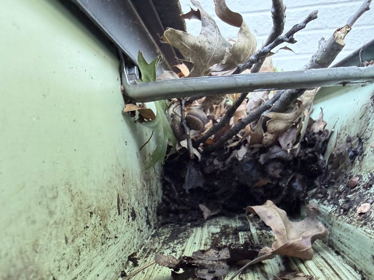 Oak leaves, twigs and acorns packed in a gutter, seen from the ladder before cleaning