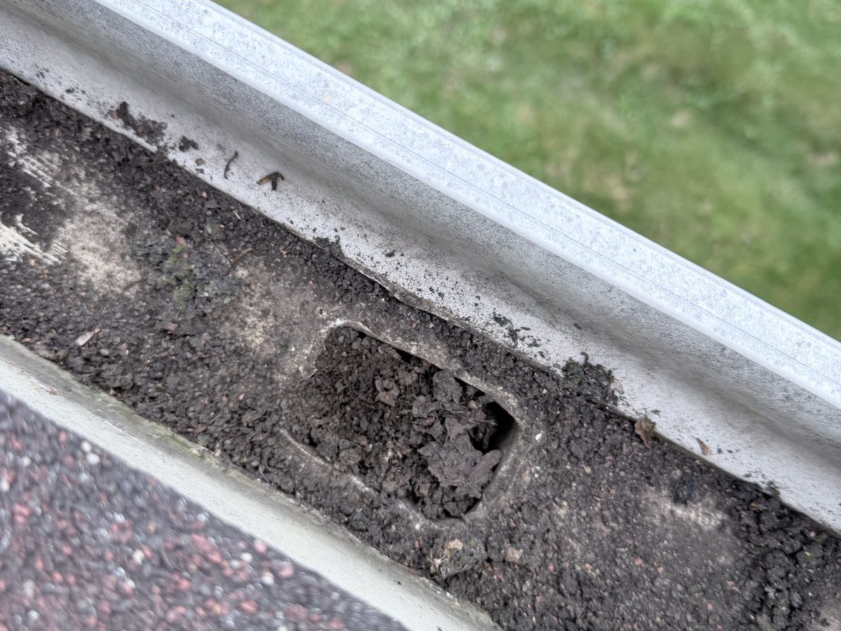 Downspout outlet packed solid with wet debris inside a gutter