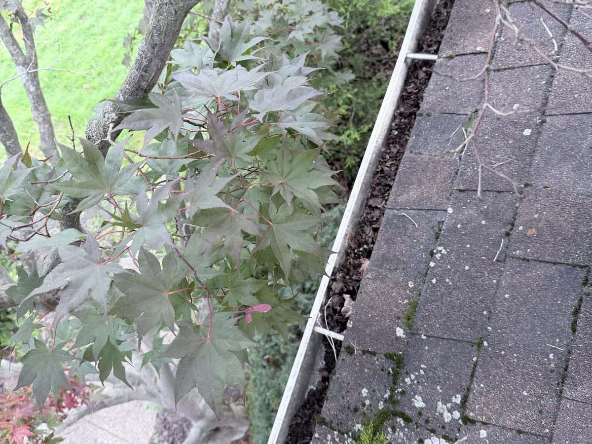 Japanese maple branches hanging directly over a debris-filled gutter